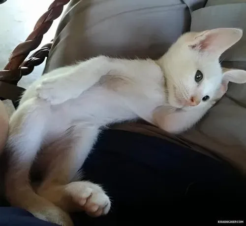 Meme hài mèo cụp tai ngúng nguẩy khi nghe tiếng mở cửa