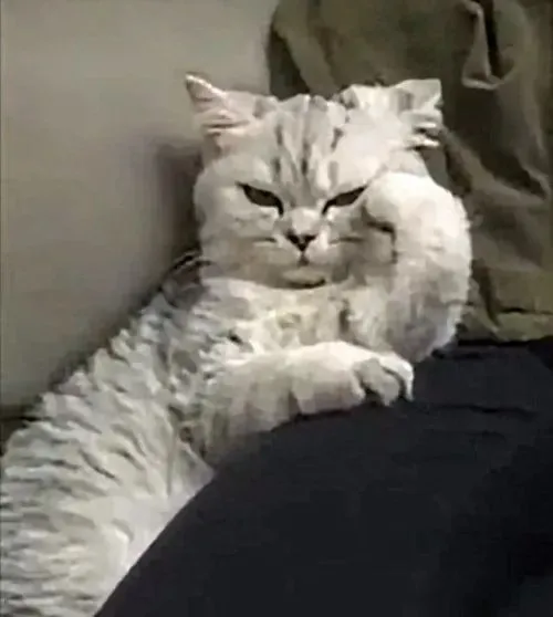 Meme mèo con chê bai nhẹ với đôi mắt long lanh đầy tâm trạng