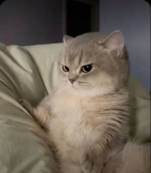 Hình chế meme vui mèo biếng buồn rầu tự cuộn trong ổ nệm