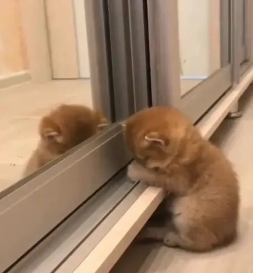 Meme chế mèo phúng phính hơi thở phụng phịu nghe buồn cười