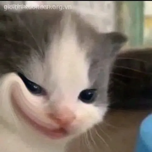 Ảnh meme vui mèo lười rối cảm khi thấy sen bế mèo khác