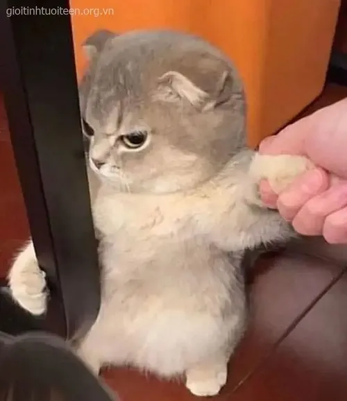 Ảnh vui mèo mặt tròn làm nũng vờ đòi ôm lâu hơn