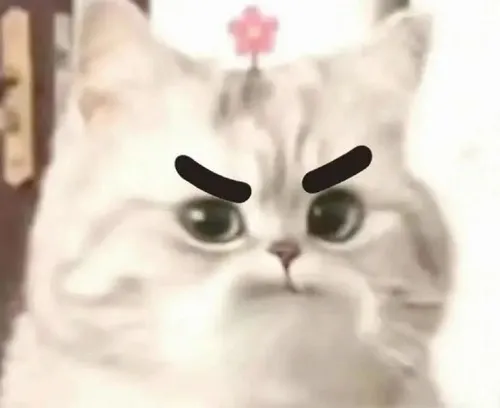 Bộ meme mèo khó ở dành cho mood hờn cả thế giới