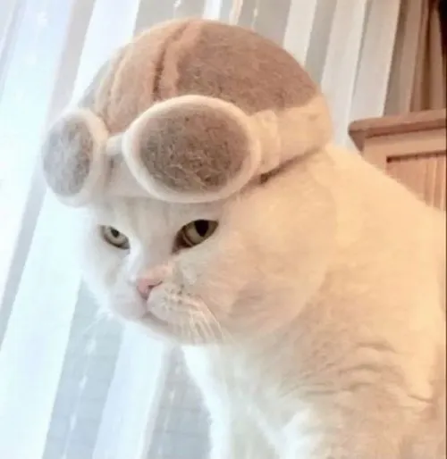 Ảnh chế mèo nhà tủi thân né ánh sáng bóng đèn vàng vì khó ở