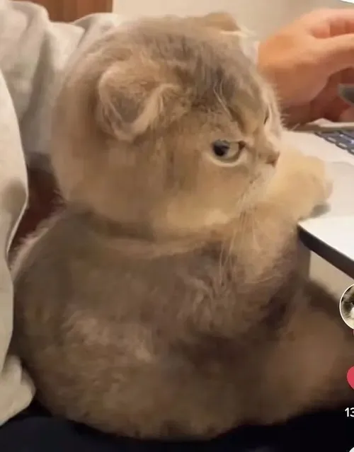 Hình troll mèo tam thể rớt mood do bị cắt ngang cuộc ngủ