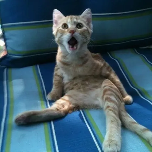 Mèo ngước mặt lên miệng mở rộng như đang hỏi chuyện gì vừa xảy ra.