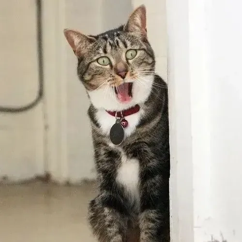 Mèo miệng mở kiểu không tin nổi chuyện ngay trước mắt.