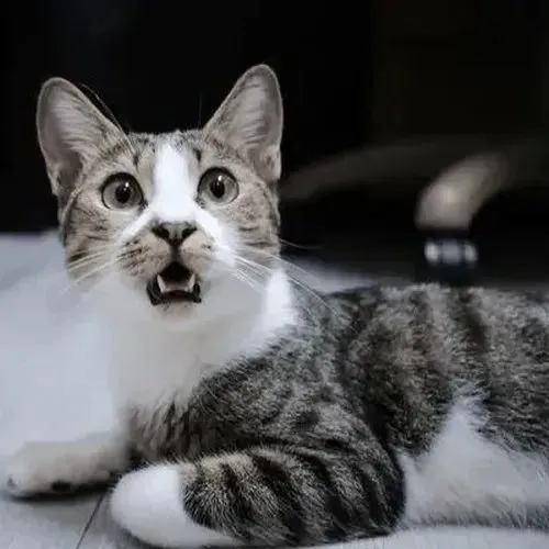 Mèo đứng trên ghế, mặt sốc như sắp bị té xuống.