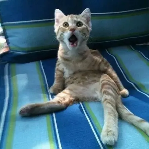 Mèo há miệng kiểu đang cố nén tiếng than thở.