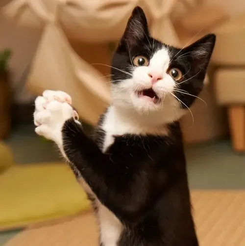 Meme mèo giật mình chuẩn lúc bạn giật bắn vì tin nhắn