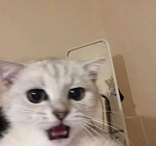 Hình meme hài mèo hoảng mô tả thân hình co rút tránh nguy hiểm