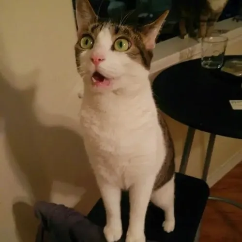 Hình troll mèo hoảng phô chân thu lại nhanh như phản xạ