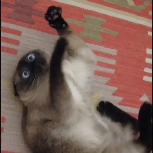 Ảnh meme vui mèo tá hỏa bật cảm giác hốt hoảng đến run nhẹ