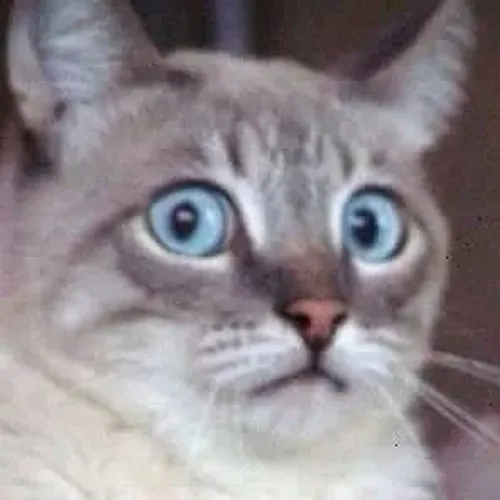 Meme mèo hoảng hốt hợp mood bị dọa chơi