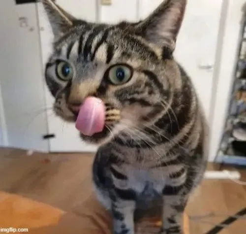 Meme mèo truyền cảm giác tò mò quá mức rất dễ cưng