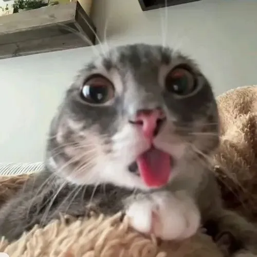 Ảnh troll hoàng thượng kể câu chuyện nũng khi liếm nhẹ