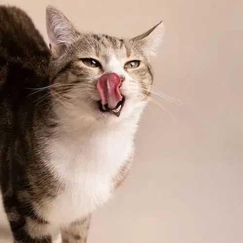 Hình chế meme vui mèo thể hiện sự lanh lợi trong nét tếu