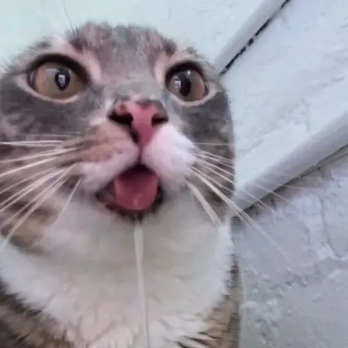 Meme chế mèo dùng chuyển động lưỡi làm điểm nhấn đáng yêu