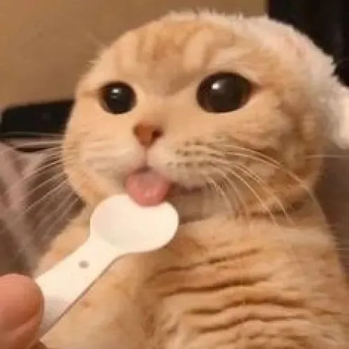 Ảnh vui mèo làm nổi bật má phúng và đôi mắt long lanh