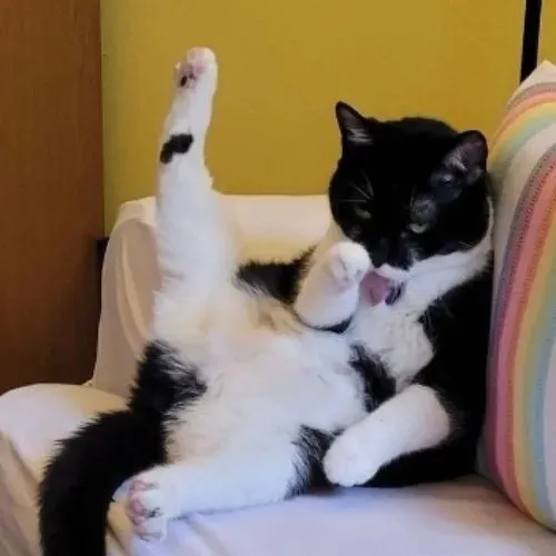 Meme hài miu cho thấy mắt long lanh khi liếm tạo chất ngơ