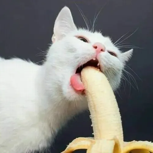 Ảnh troll hoàng thượng diễn tả dáng cạ mặt trước khi thè lưỡi