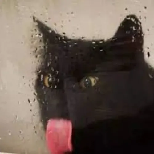 Meme mèo đen lè lưỡi cực hợp lúc đang lúng túng thấy rõ