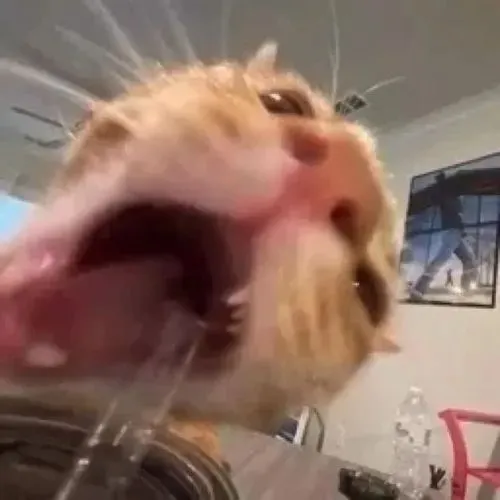 Meme mèo khắc họa tai cụp và khoảnh khắc thè lưỡi bất ngờ