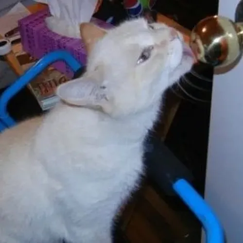 Khoảnh khắc kitty tái hiện gương mặt ngơ cùng răng nanh ló