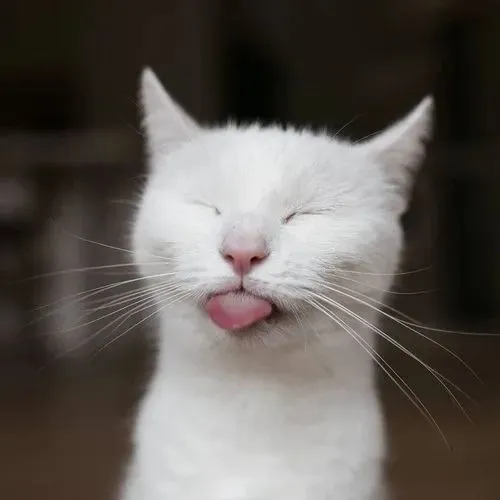 Ảnh vui mèo làm nổi bật ria và gương mặt phóng đại dí dỏm