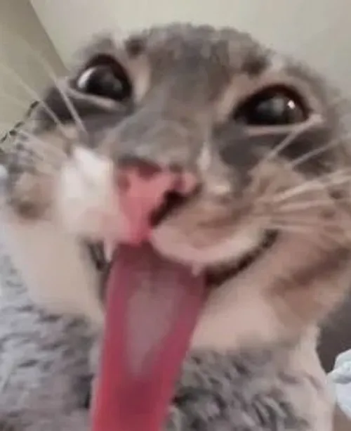 Hình chế meme vui mèo kết nối phản xạ nhanh với lưỡi thè