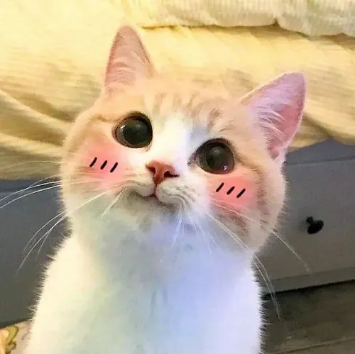 Meme mèo ngại ngùng cho bạn bè khi làm hành động quê