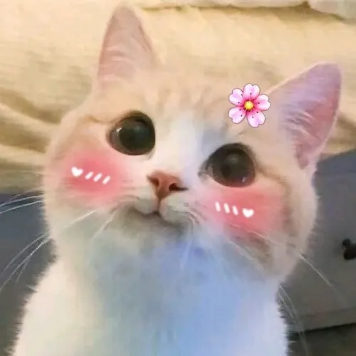 Ảnh hài mèo chứng minh đuôi mèo quấn trước bụng rất thẹn