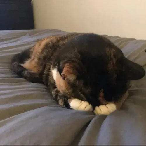 Meme cưng bé mèo dựa mặt cúi xuống để giấu cảm xúc