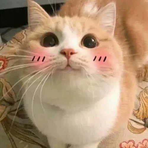 Meme chế bé mèo phản ánh dáng ngồi né tránh nhẹ đầy dễ thương