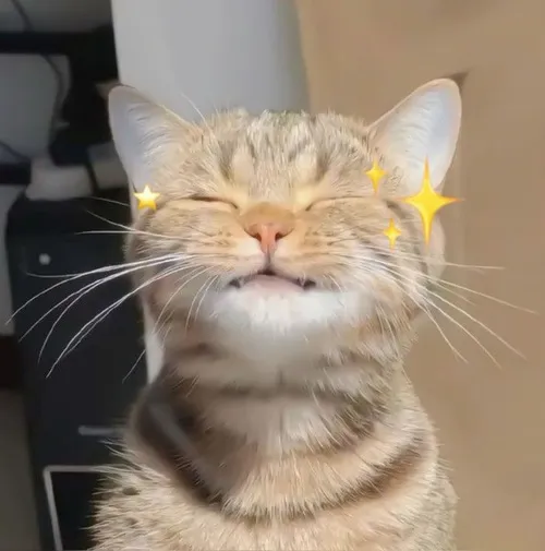 Ảnh vui thú cưng xoay quanh ánh nhìn lúng túng hơi quê nhẹ