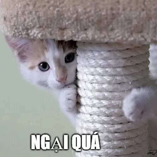 Meme mèo e thẹn cho phút đỏ mặt trước crush