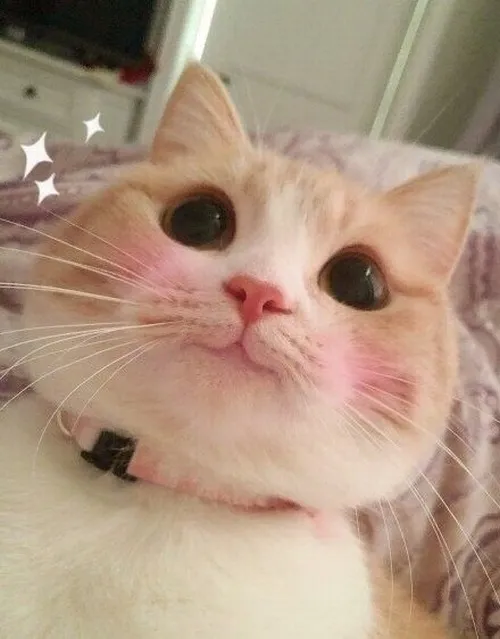 Meme mèo ngại ngùng hợp tình huống lấp lửng khó đỡ