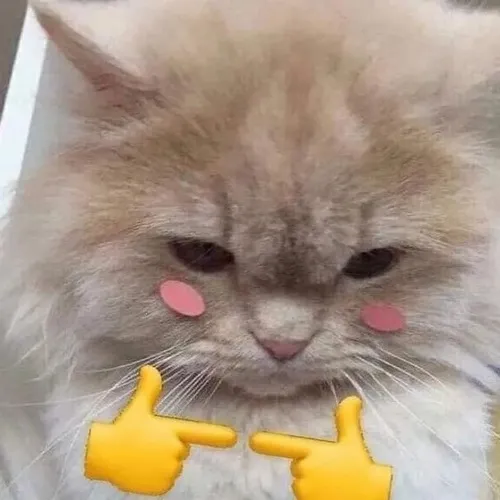 Meme mèo đỏ mặt dùng lúc ngại giao tiếp