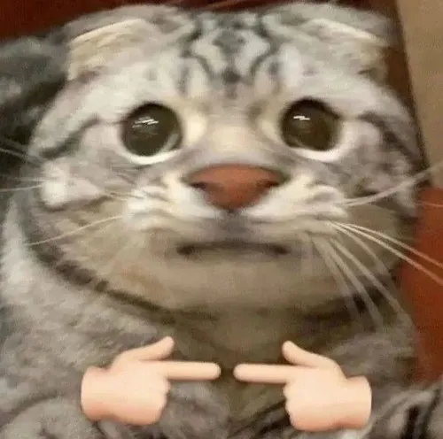 Ảnh troll mèo khai thác đôi mắt cụp mang nét rụt rè dễ thương