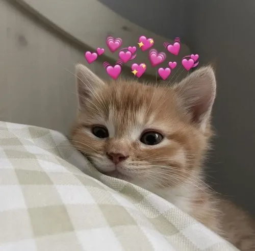 Ảnh chế bé mèo hé lộ dáng đứng khép nép đáng yêu