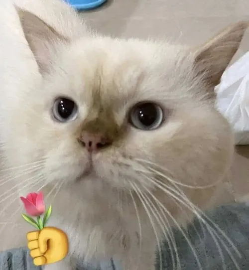 Ảnh troll bé mèo hợp khung cảnh cảm ơn xinh.