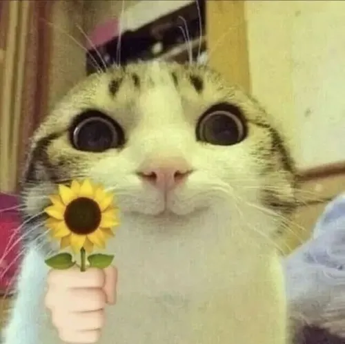 Meme mèo làm nổi bật bộ ria và bó quà nhỏ.