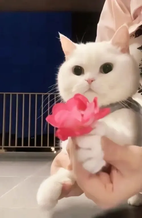 Ảnh vui boss nhỏ phù hợp cảnh xin lỗi nhẹ nhàng.