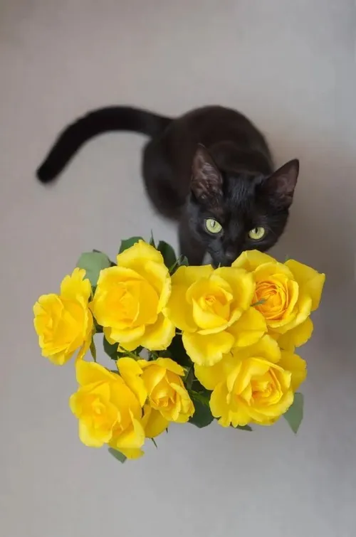 Meme mèo nổi bật sắc đỏ bó hoa trong tay.