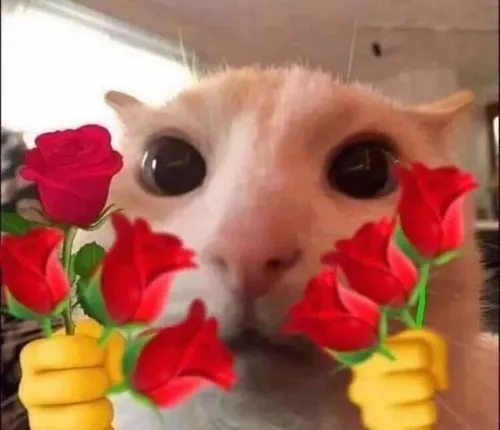 Ảnh chế mèo cưng đưa bó hoa nhỏ tạo thiện cảm nhẹ.