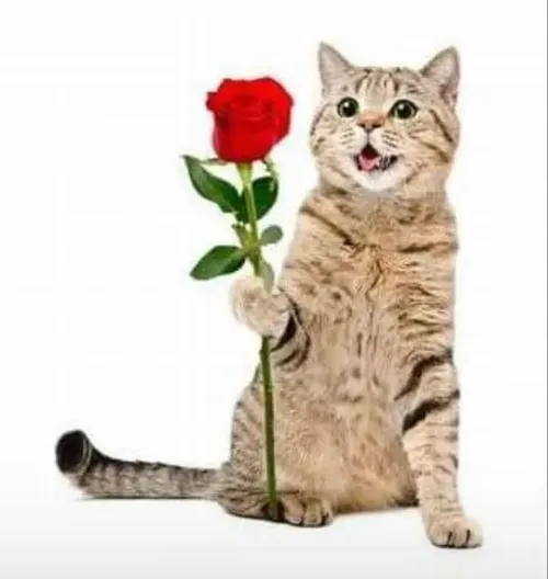 Meme mèo hiện khoảnh khắc lông mềm ôm bó hoa.