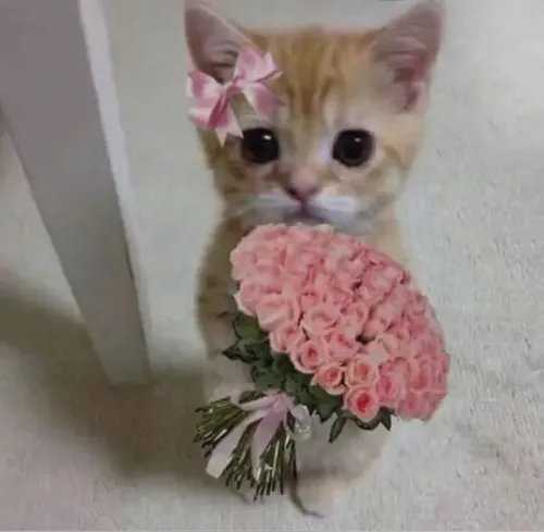 Meme mèo gắn với dáng ôm hoa của boss nhỏ.