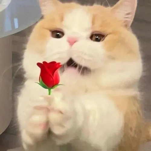 Meme bé mèo tặng hoa khiến hội bạn cười xỉu vì quá cưng