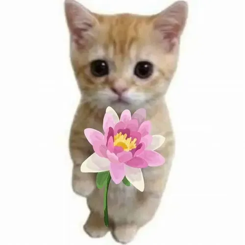 Ảnh vui mèo cưng ôm bó hoa đỏ dành cho chúc mừng nho nhỏ