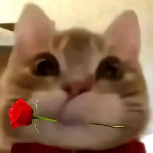 Meme mèo tặng hoa dùng khi muốn gây thiện cảm nhẹ nhàng